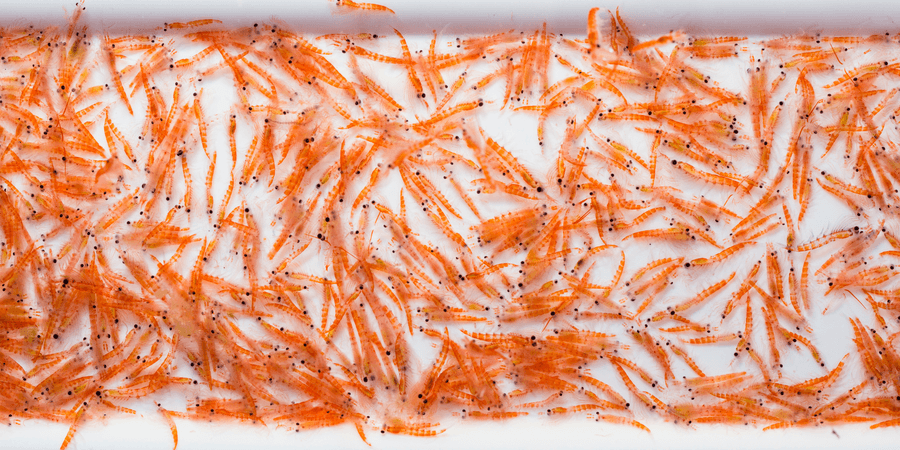 100% Whole Antarctic Krill Meal