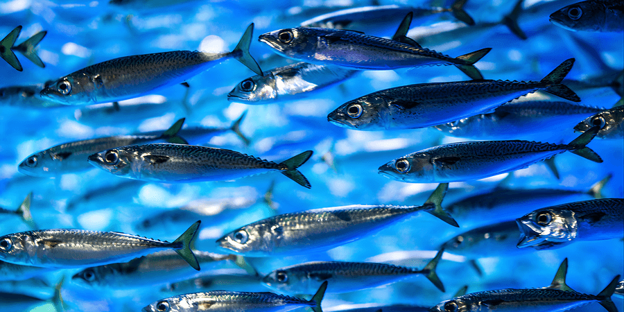 Whole Sardine Meal